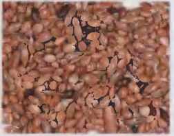 Волнистые попугаи - image26.jpg