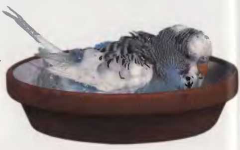 Волнистые попугаи - image28.jpg