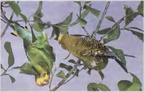 Волнистые попугаи - image38.jpg