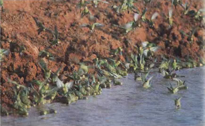 Волнистые попугаи - image4.jpg