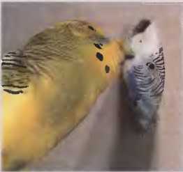 Волнистые попугаи - image40.jpg