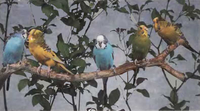 Волнистые попугаи - image46.jpg