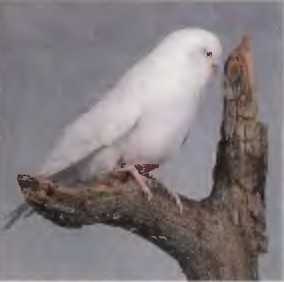 Волнистые попугаи - image6.jpg