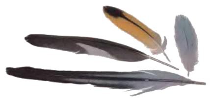 Волнистые попугаи - _14.jpg