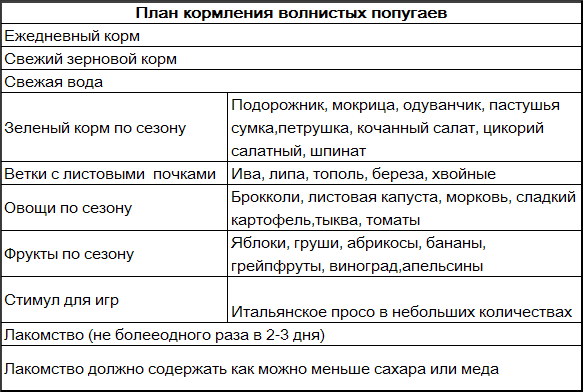 Волнистые попугаи - _2.png