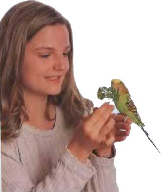 Волнистые попугаи - _25.jpg