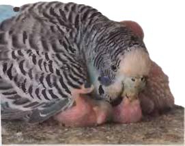 Волнистые попугаи - _31.jpg