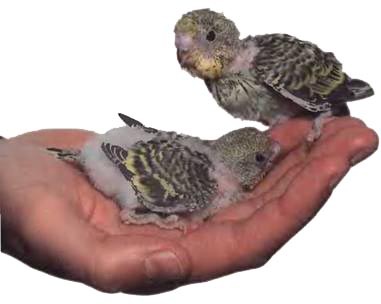 Волнистые попугаи - _33.jpg