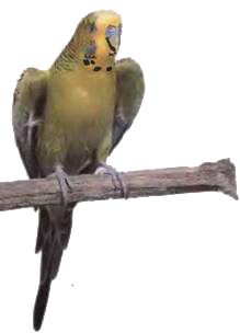 Волнистые попугаи - _38.jpg