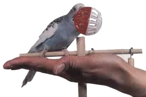 Волнистые попугаи - _48.jpg