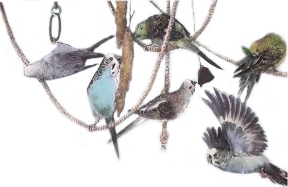 Волнистые попугаи - _51.jpg