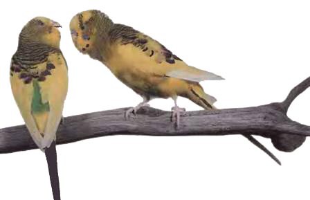 Волнистые попугаи - _55.jpg