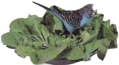 Волнистые попугаи - _56.jpg