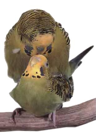 Волнистые попугаи - _58.jpg