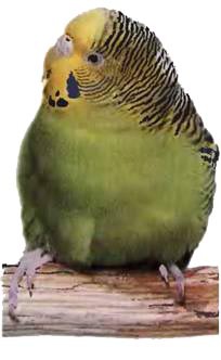 Волнистые попугаи - _59.jpg