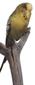 Волнистые попугаи - _8.jpg