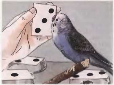 Волнистые попугаи - image49.jpg