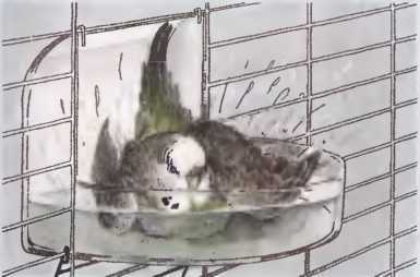 Волнистые попугаи - image52.jpg