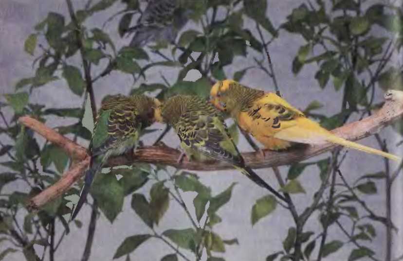 Волнистые попугаи - image54.jpg