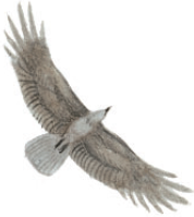 Волшебные сказки Ингушетии - i_060.png