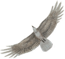 Волшебные сказки Ингушетии - i_070.png