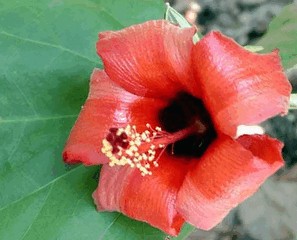 Старушки с зонтиками  - i_043.jpg