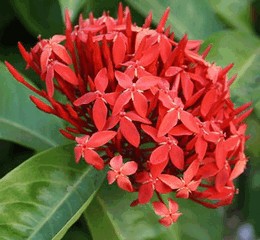 Старушки с зонтиками  - i_045.jpg