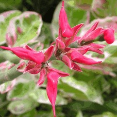 Старушки с зонтиками  - i_052.jpg