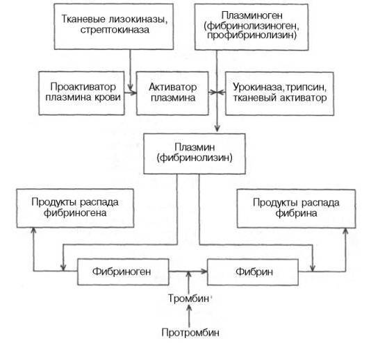 Реферат "Свертывающая и противосвертывающая системы крови, их физиологическое значение" (СИ) - _2.jpg