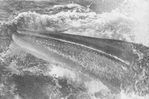 Тихоокеанские румбы - photo10.jpg