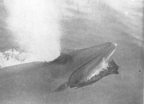 Тихоокеанские румбы - photo12.jpg