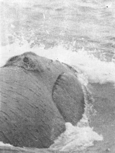 Тихоокеанские румбы - photo14.jpg