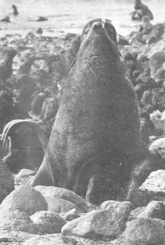 Тихоокеанские румбы - photo3.jpg