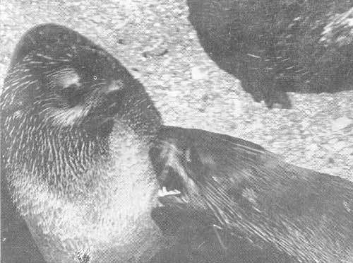 Тихоокеанские румбы - photo5.jpg