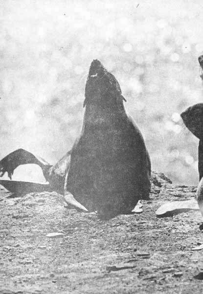 Тихоокеанские румбы - photo6.jpg