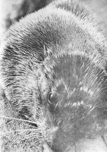 Тихоокеанские румбы - photo7.jpg