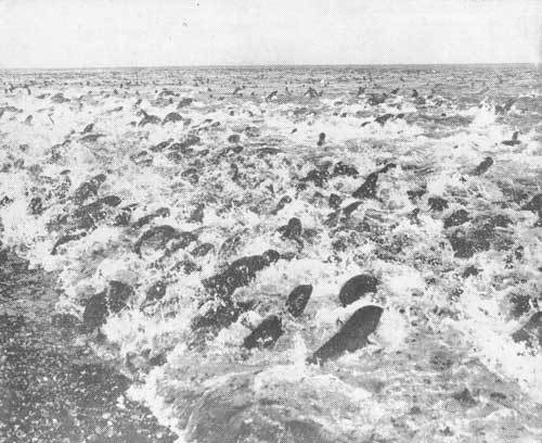 Тихоокеанские румбы - photo8.jpg