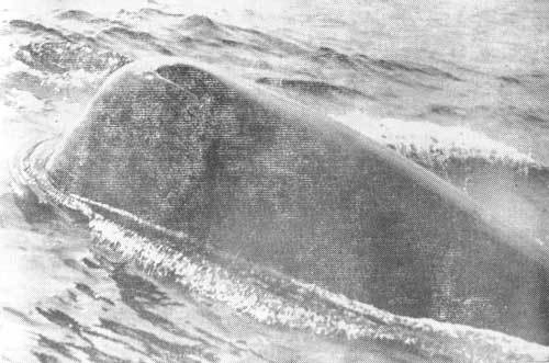 Тихоокеанские румбы - photo9.jpg