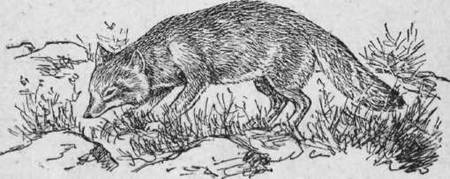 Охота на хищных зверей - i_005.jpg