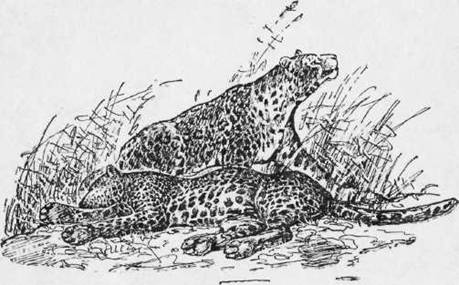 Охота на хищных зверей - i_014.jpg