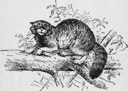 Охота на хищных зверей - i_018.jpg