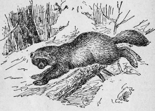 Охота на хищных зверей - i_024.jpg