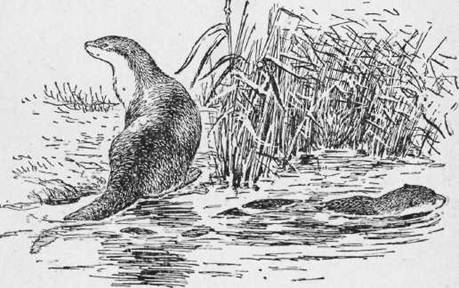 Охота на хищных зверей - i_025.jpg