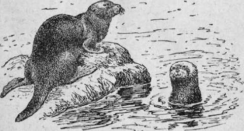 Охота на хищных зверей - i_026.jpg