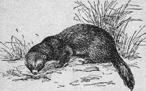 Охота на хищных зверей - i_028.jpg