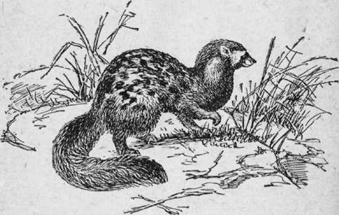 Охота на хищных зверей - i_030.jpg