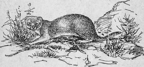 Охота на хищных зверей - i_032.jpg