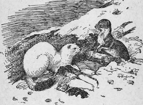 Охота на хищных зверей - i_033.jpg