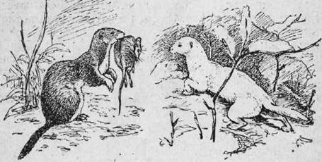 Охота на хищных зверей - i_034.jpg