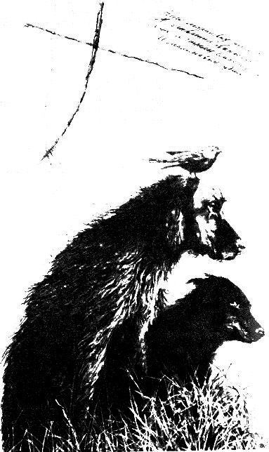 Город. Все живое… (сборник) - i_004.jpg